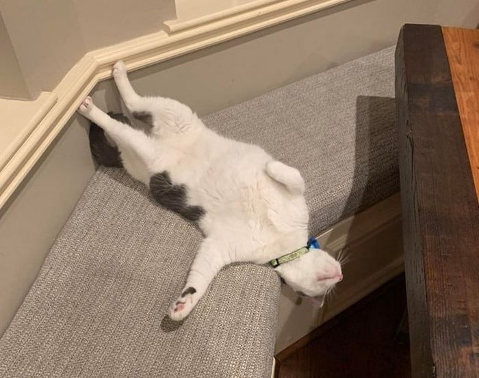 20 fatos peculiaridades dos gatos que você não sabia 14