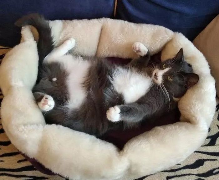 20 fatos peculiaridades dos gatos que você não sabia 17