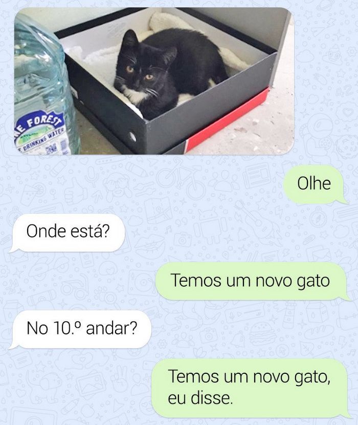 20 fatos peculiaridades dos gatos que você não sabia 18