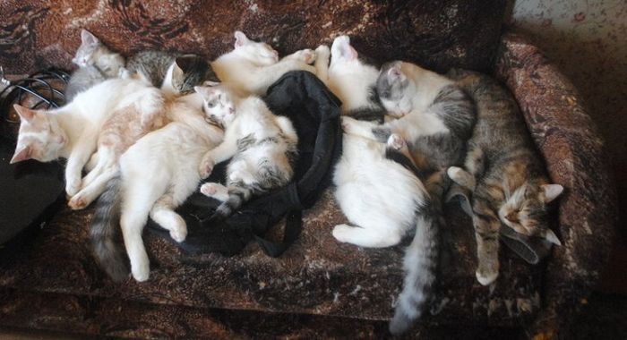 20 fatos peculiaridades dos gatos que você não sabia 19