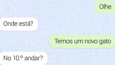20 fatos peculiaridades dos gatos que você não sabia 15