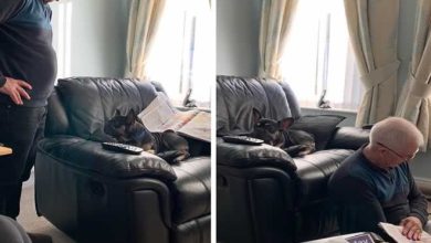 19 fotos que mostram o quanto somos apegados aos nossos animais 36