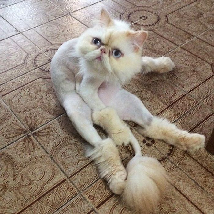 22 gatos que não estão felizes com seus cortes de cabelo de leão 9
