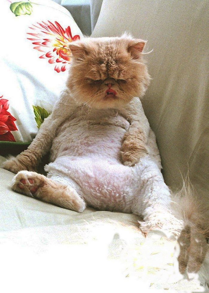 22 gatos que não estão felizes com seus cortes de cabelo de leão 11