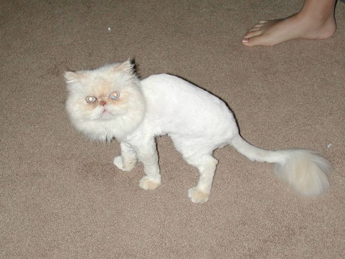 22 gatos que não estão felizes com seus cortes de cabelo de leão 12