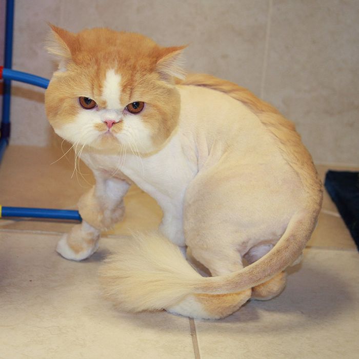 22 gatos que não estão felizes com seus cortes de cabelo de leão 17