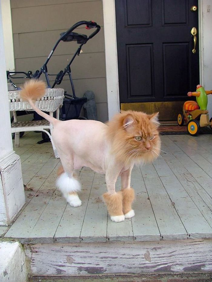 22 gatos que não estão felizes com seus cortes de cabelo de leão 19