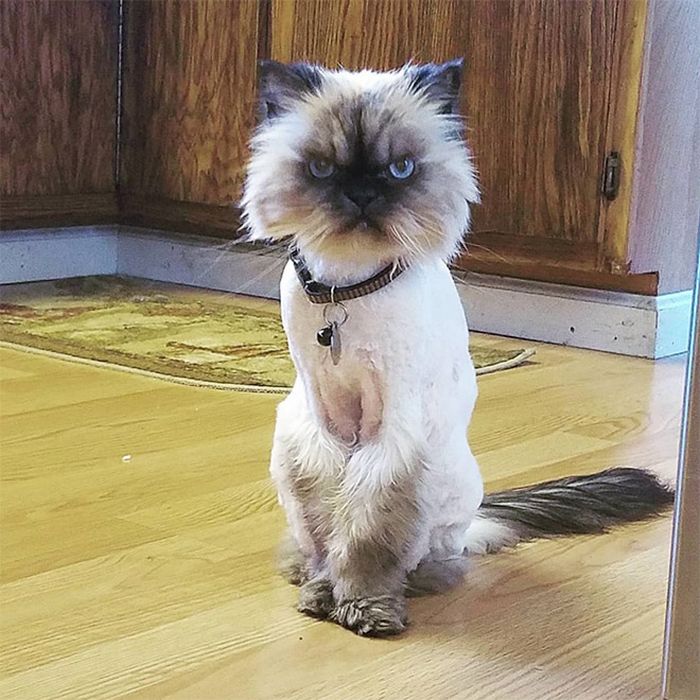 22 gatos que não estão felizes com seus cortes de cabelo de leão 22