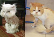 22 gatos que não estão felizes com seus cortes de cabelo de leão 9
