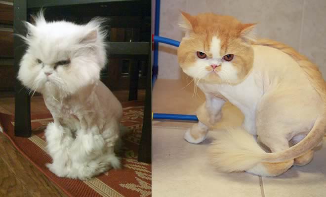 22 gatos que não estão felizes com seus cortes de cabelo de leão