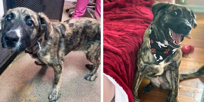 20 transformações de animais que foram adotado 1