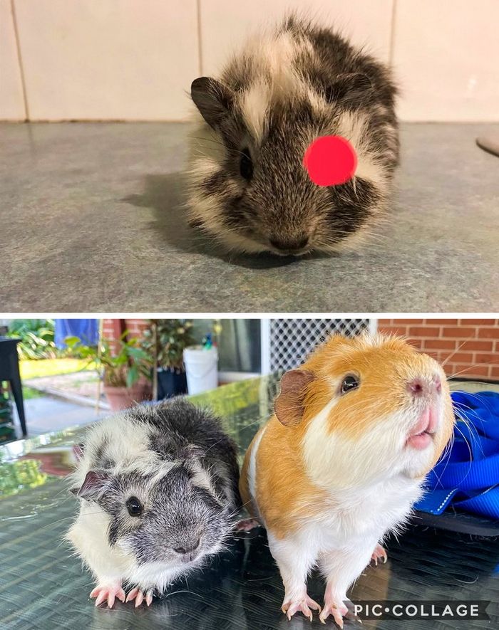 20 transformações de animais que foram adotado 2