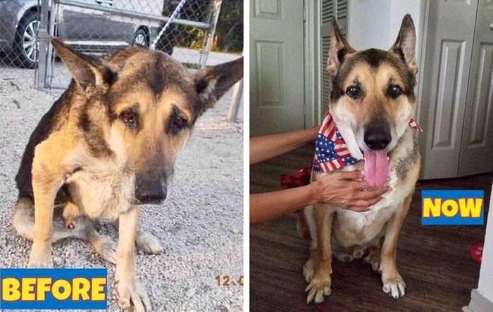 20 transformações de animais que foram adotado 3