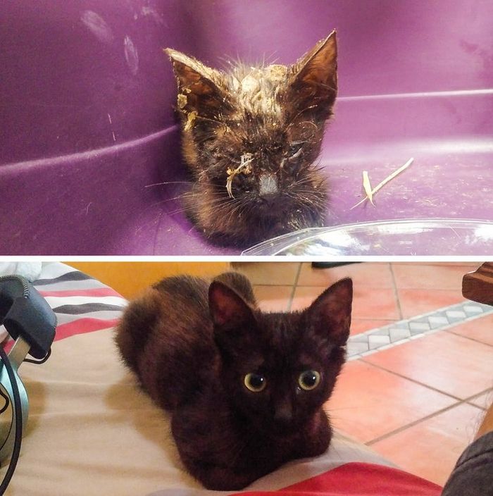 20 transformações de animais que foram adotado 4