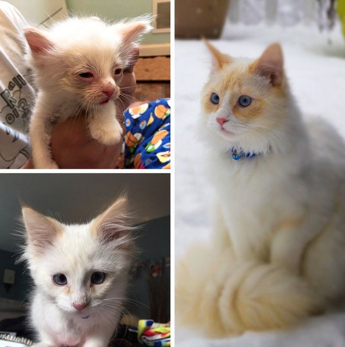 20 transformações de animais que foram adotado 5