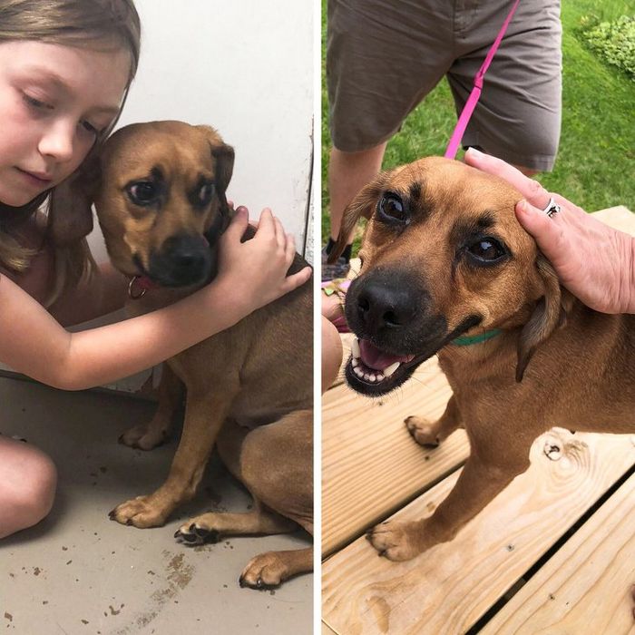 20 transformações de animais que foram adotado 8