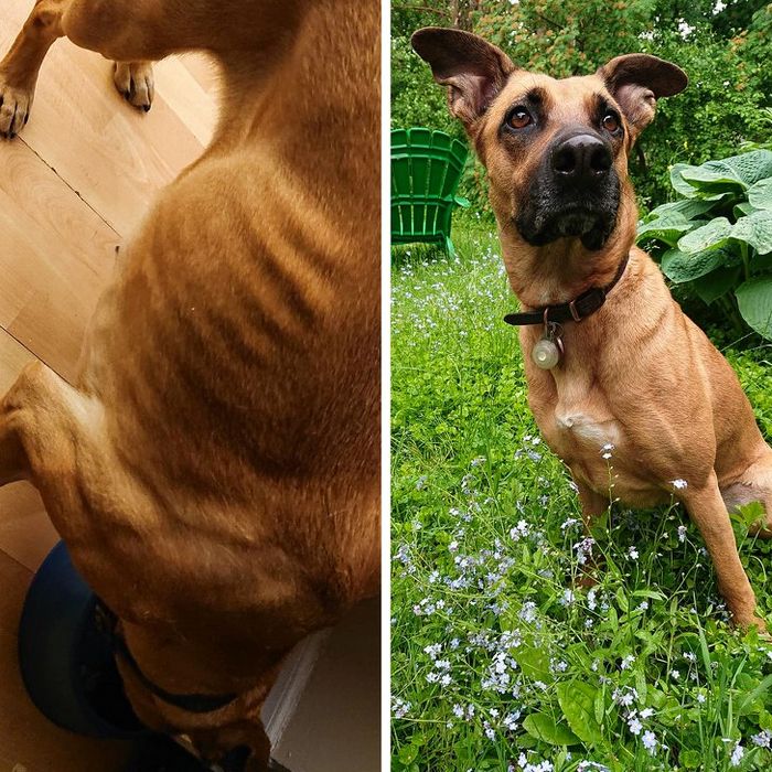 20 transformações de animais que foram adotado 9