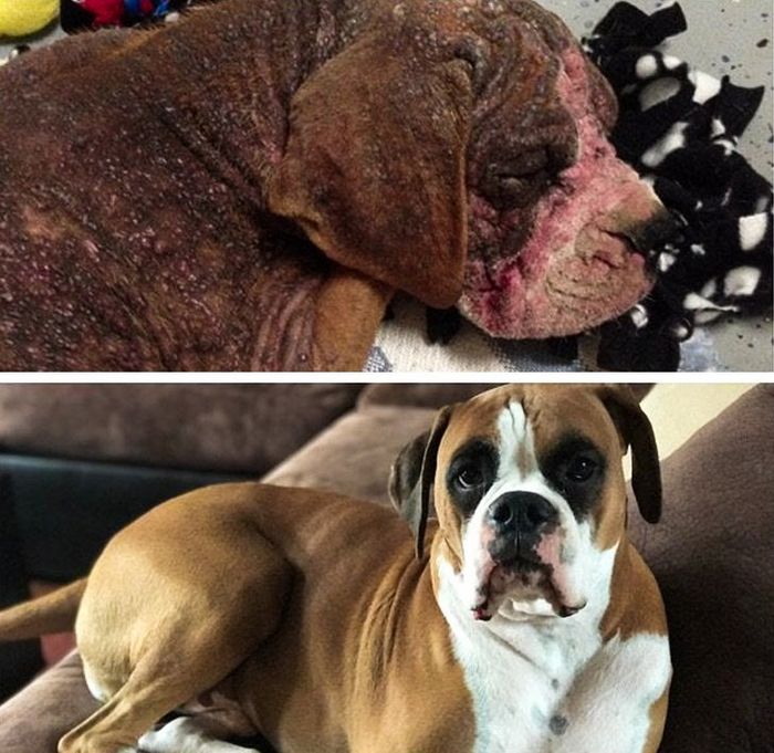 20 transformações de animais que foram adotado 11