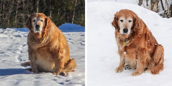 20 transformações de animais que foram adotado 12