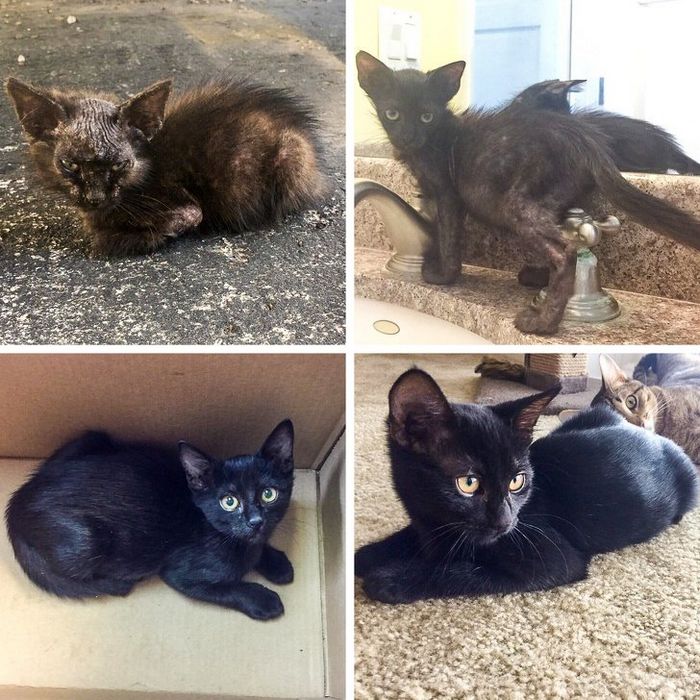 20 transformações de animais que foram adotado 14