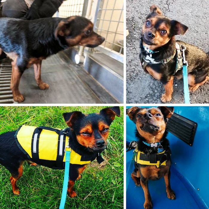 20 transformações de animais que foram adotado 16