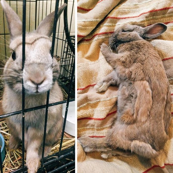 20 transformações de animais que foram adotado 17