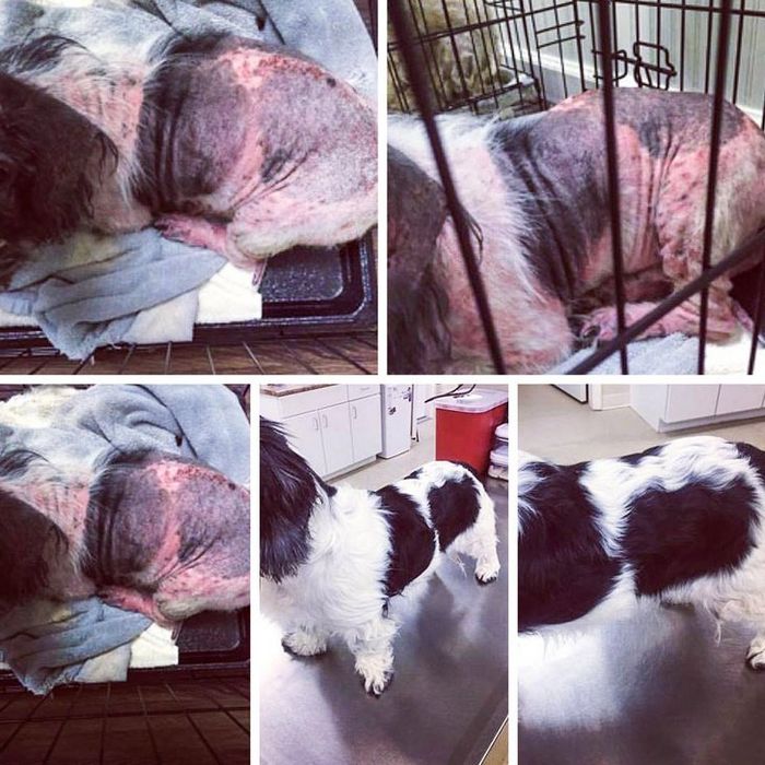 20 transformações de animais que foram adotado 18