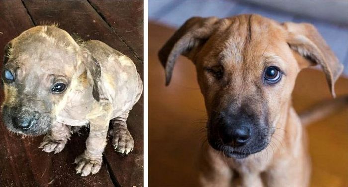 20 transformações de animais que foram adotado 19