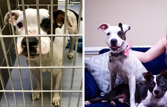 20 transformações de animais que foram adotado 20