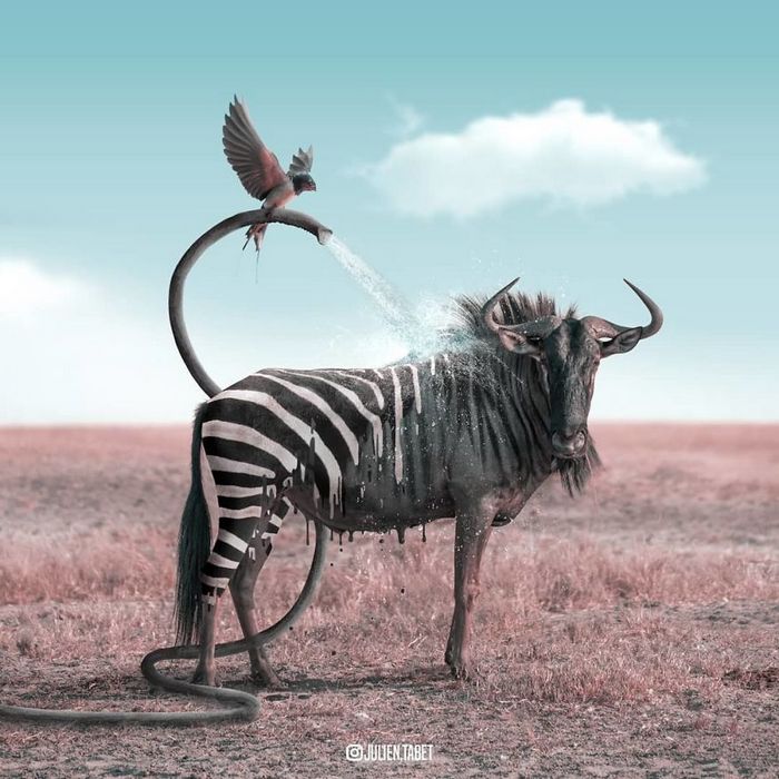 Aqui está como eu imagino que os animais se comportam quando você não está olhando (25 fotos) 8