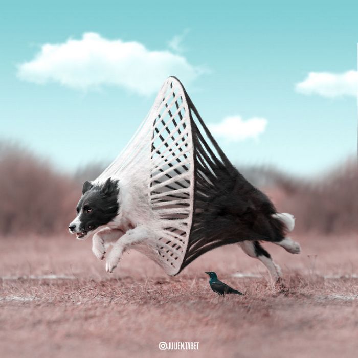 Aqui está como eu imagino que os animais se comportam quando você não está olhando (25 fotos) 13