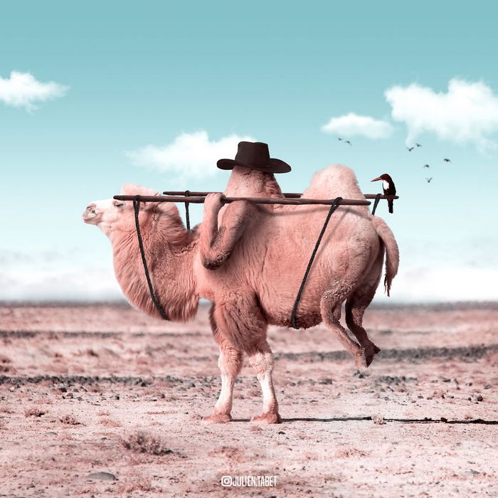 Aqui está como eu imagino que os animais se comportam quando você não está olhando (25 fotos) 16