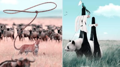 Aqui está como eu imagino que os animais se comportam quando você não está olhando (25 fotos) 23