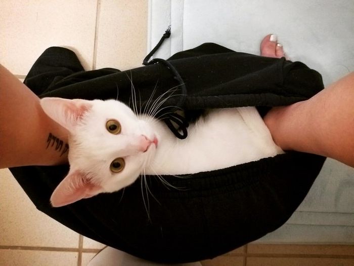 21 coisas que só os donos de gatos vão entender 4