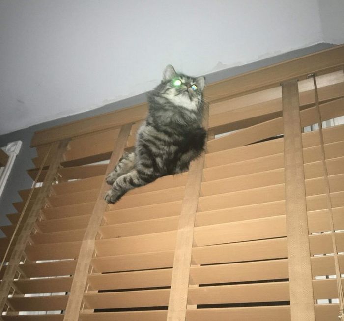 21 coisas que só os donos de gatos vão entender 8