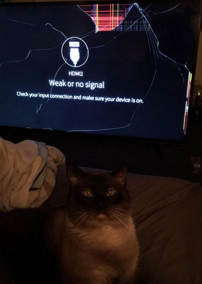 21 coisas que só os donos de gatos vão entender 10