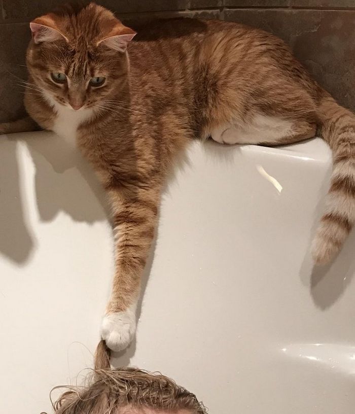 21 coisas que só os donos de gatos vão entender 11