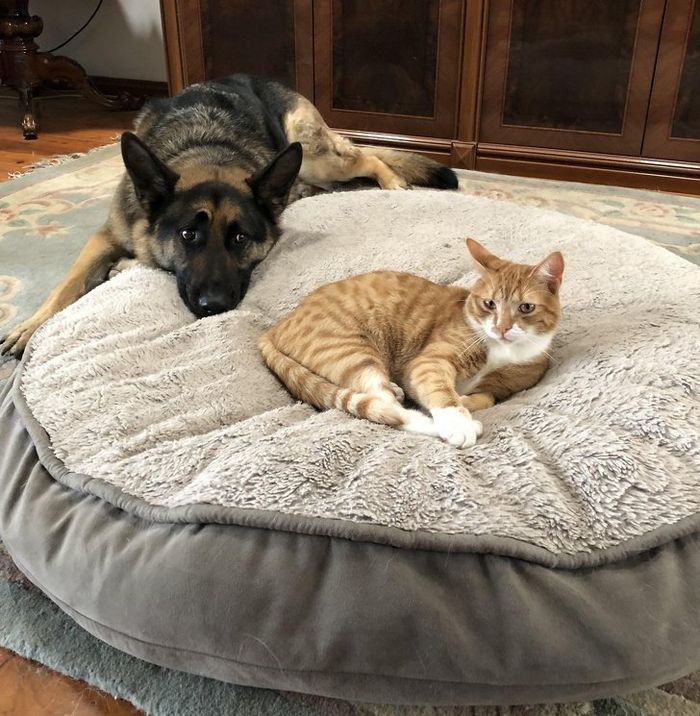 21 coisas que só os donos de gatos vão entender 12