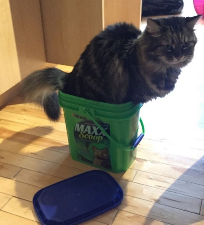 21 coisas que só os donos de gatos vão entender 14