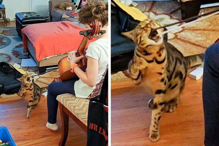 21 coisas que só os donos de gatos vão entender 16