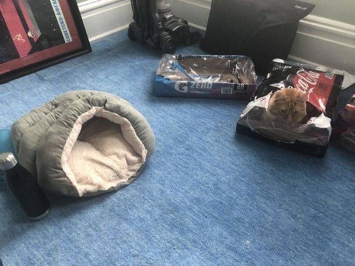 21 coisas que só os donos de gatos vão entender 17