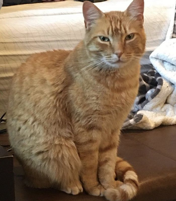 16 histórias de pessoas que adoram um gato 1