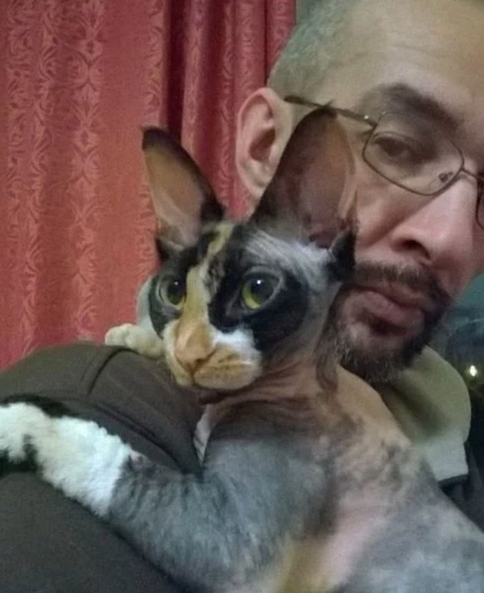 16 histórias de pessoas que adoram um gato 2