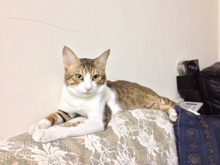 16 histórias de pessoas que adoram um gato 3