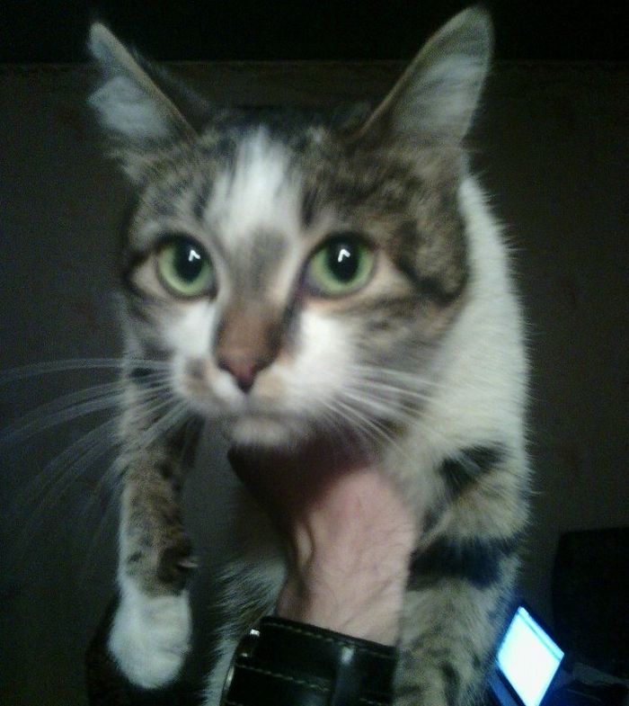 16 histórias de pessoas que adoram um gato 4