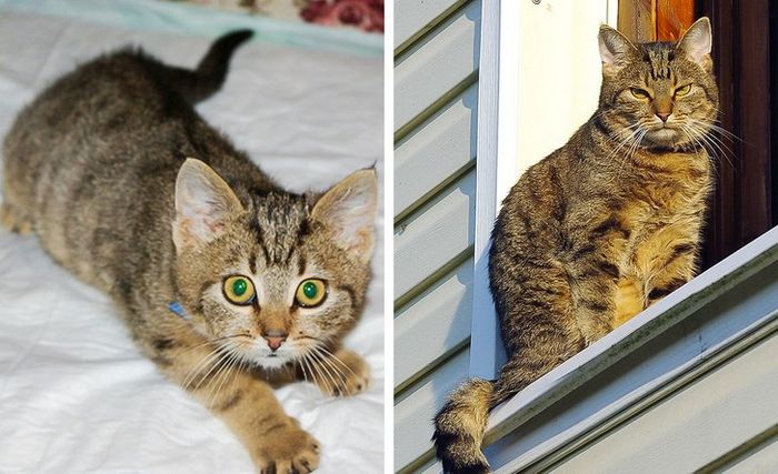 16 histórias de pessoas que adoram um gato 5