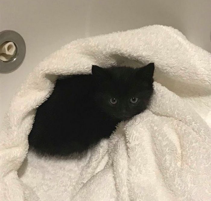 16 histórias de pessoas que adoram um gato 6