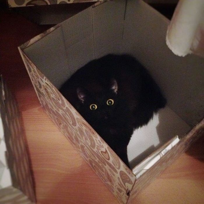 16 histórias de pessoas que adoram um gato 7