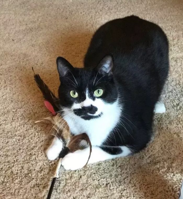 16 histórias de pessoas que adoram um gato 8