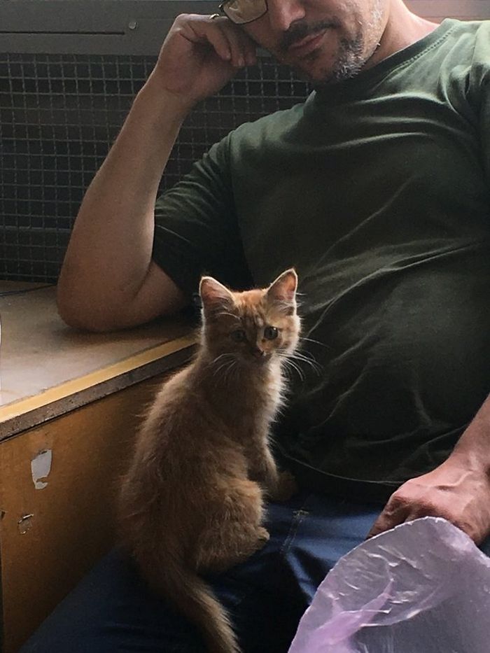 16 histórias de pessoas que adoram um gato 9